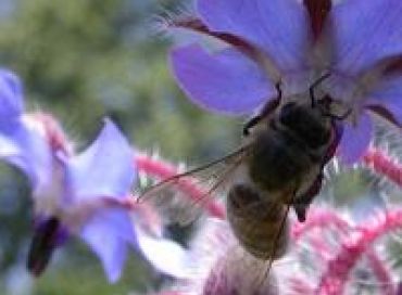 Les chroniques potagères : vive les abeilles ! 