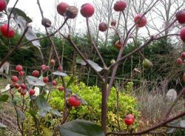 Devenons autonomes grâce au jardin 