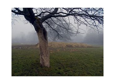 C'est le moment de badigeonner les troncs de vos arbres 