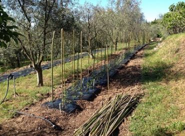 Le joli mois de mai sera biodynamique au jardin