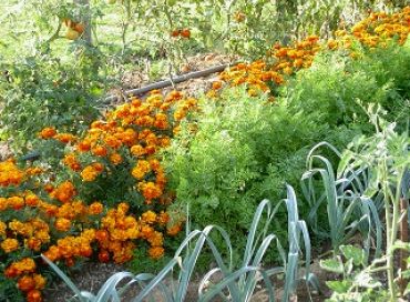 Les travaux d'octobre au jardin en bio-dynamie