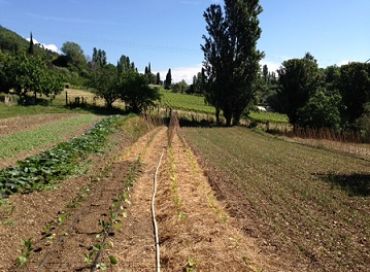 Comment réussir ses semis d'avril en pleine terre ?