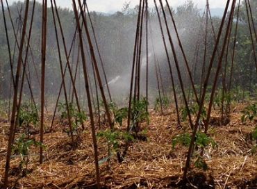 Comment gérer au mieux la ressource en eau au jardin en juillet ? 