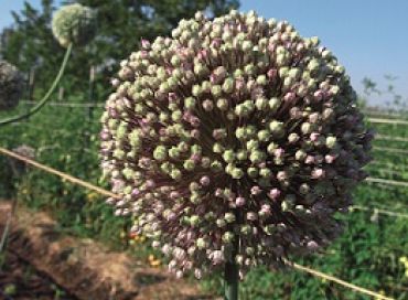 C'est le moment de produire ses propres semences au potager