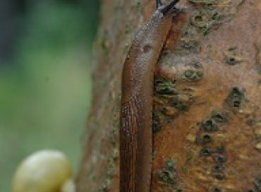 Comment avoir des plantes saines et fortes pour repousser maladies et ravageurs