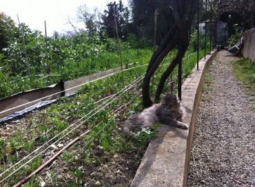 Conseils biodynamiques pour les plantations de mai au jardin