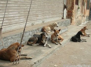 Une fillette sauvée par des chiens de rue 