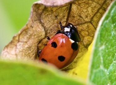 Harmoniser son jardin avec l'environnement