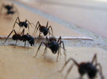 Que faire contre une invasion de fourmis