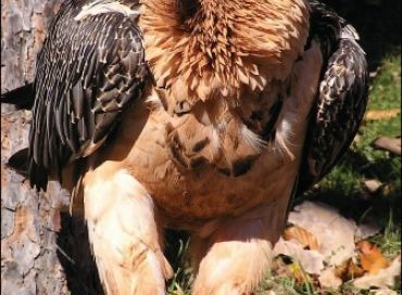 Réintroduction du Gypaète Barbu