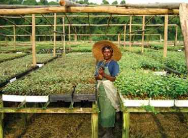 Le jardin botanique du bassin du Congo 