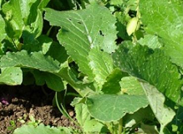 Plantations d'arrière saison et engrais verts, le jardinier a encore du boulot au jardin en septembre