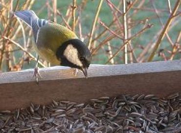 Les petits oiseaux sont les amis du bon jardinier