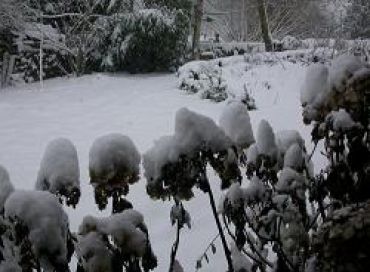 Nourrir les oiseaux en hiver