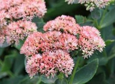 Rhodiola rosea ou orpin rose, la plante magique