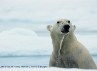 La santé de l'Ours polaire