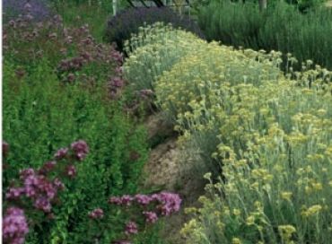 L'intérêt des plantes aromatiques