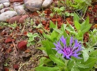 Jardinons au naturel ! 