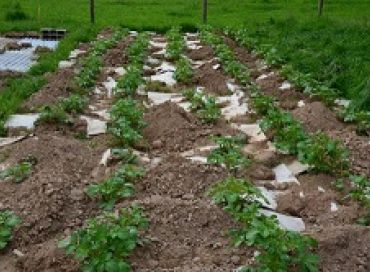 La création d'un jardin vivrier ou le potager de Stéphane