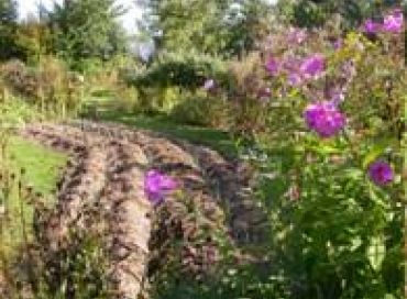 Les chroniques potagères : semer pour l'hiver