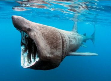 Le Requin Pèlerin