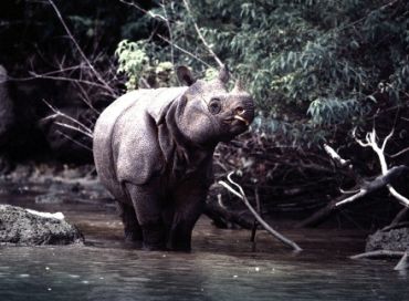 Au chevet du Rhinocéros de Java