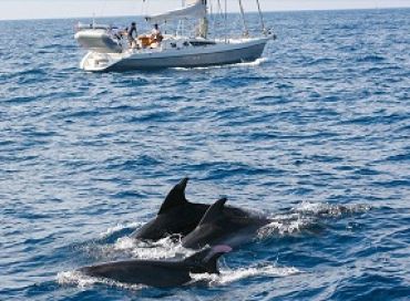 Sauvez baleines et dauphins avec la Swiss Cetacean Society