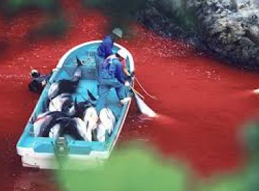 Episode 22: Taiji la baie sanglante