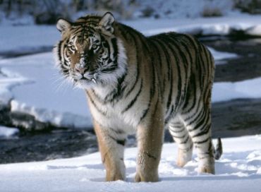 Le tigre de l'Amur 