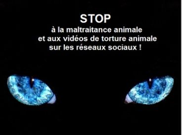 Halte à la torture animale et à la barbarie sur les animaux ! 