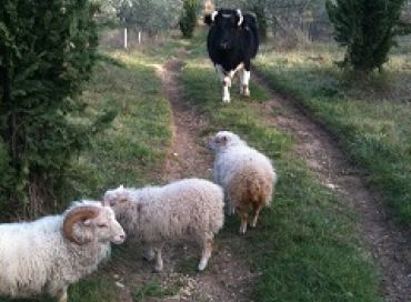 La culture biodynamique aime les animaux