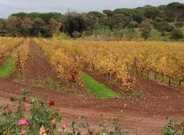 Les bienfaits de la vigne rouge 