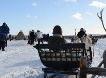 L'élevage de rennes en Arctique 