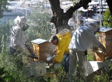 L'abeille, sentinelle de l'environnement à Monaco