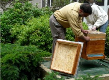 Les abeilles de Clichy la Garenne