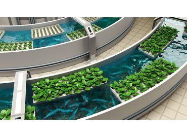 L’aquaponie, cultiver ses plantes grâce aux poissons