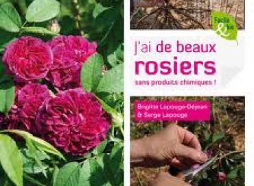 J'ai de beaux rosiers... sans produits chimiques 