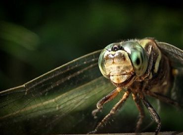 Le biomimétisme : s'inspirer de la nature pour innover durablement