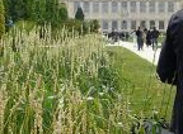 Des blés paysans au Jardin des Plantes 