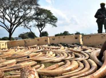 Les états complices du braconnage d'espèces menacées