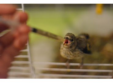 Un centre de soins de la faune sauvage des Alpes-Maritimes