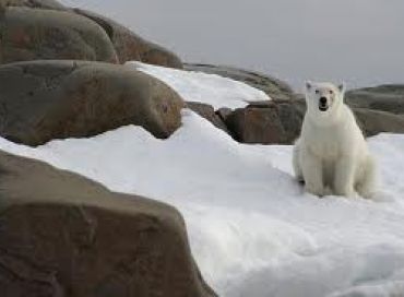 Bilan mitigé pour la protection des espèces menacées