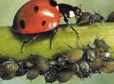 La coccinelle un prédateur naturel