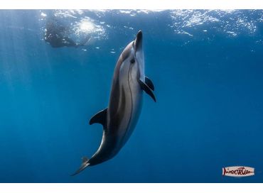 Rencontre avec les dauphins en Méditerranée