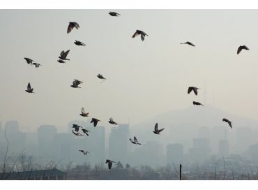 Le déclin des oiseaux : un problème grandissant 