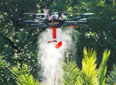 Un drone à l'attaque du charançon rouge