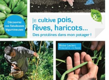 je cultive pois fèves et haricots, des protéines dans mon jardin