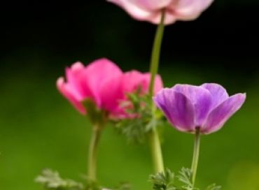 Les fleurs médicinales une petite entreprise