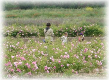 Une fête de la nature parfumée