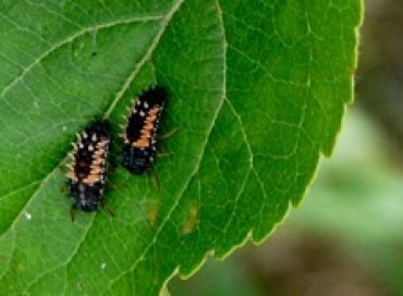 Une dévoreuse de pucerons : la coccinelle européenne